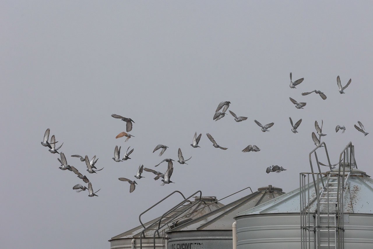 A flock of pigeons in flight as they leave their overnight roost on top of the silos
