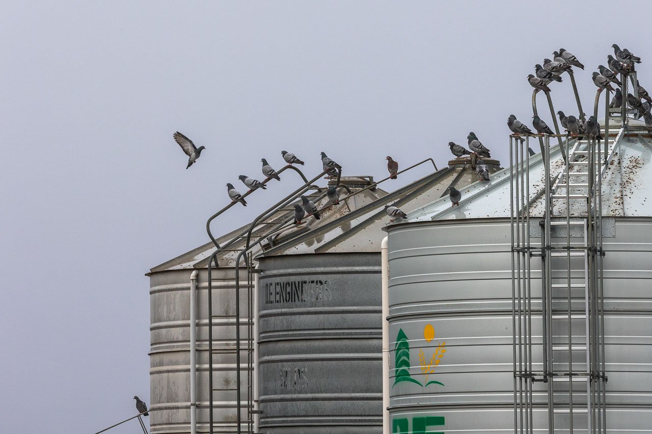A pigeon landing to join the rest of the flock on top of the grain silos