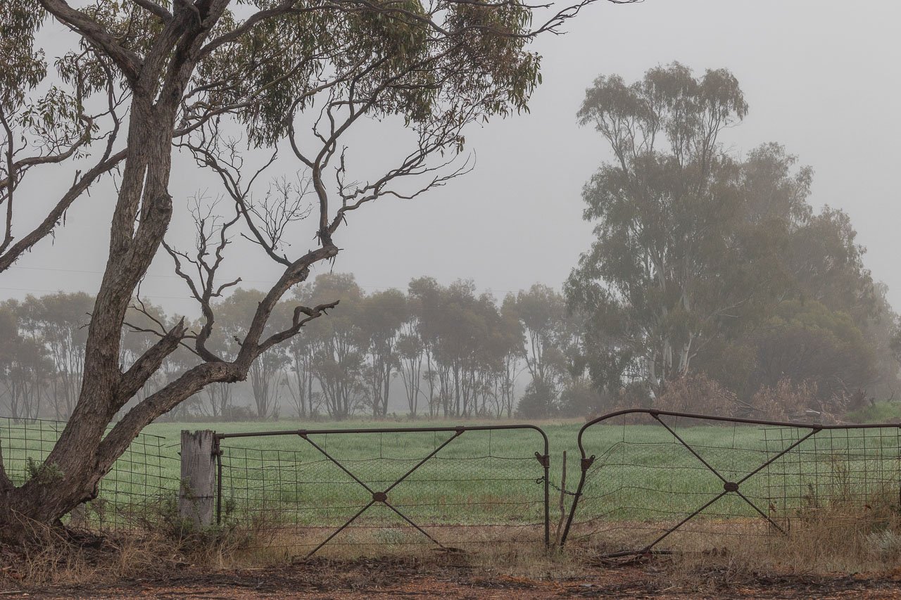 An old rusty gate, green crops and trees on a foggy morning in the Wheatbelt of Western Australia