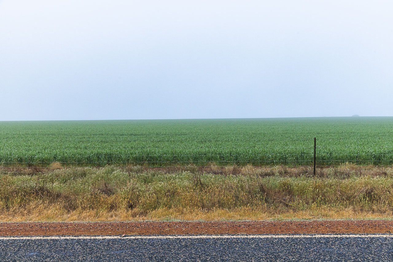 Horizontal lines in the landscape with the road, the fence and the paddock of grain.