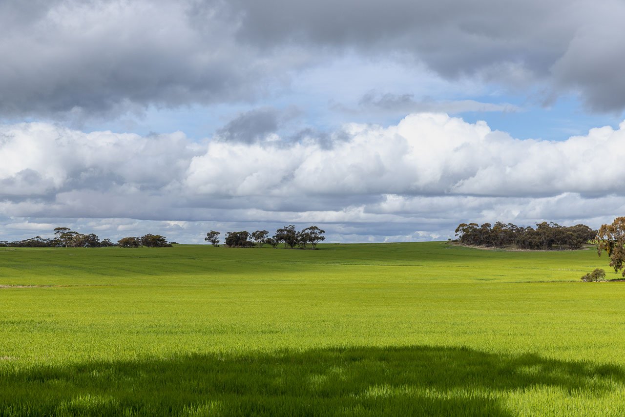 The sun breaks through the clouds lighting up the field of green in Western Australia's wheatbelt