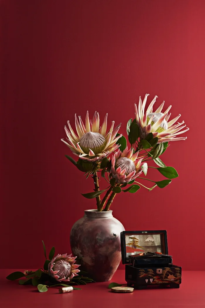 These spectacular King Protea are grown in Tauranga, and are pictured on a background of Dulux “Welcome Bay”.