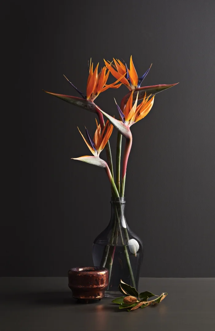 Birds of Paradise are commercially grown in Drury, South Auckland, and are pictured on a background of Dulux “Glenbrook”.