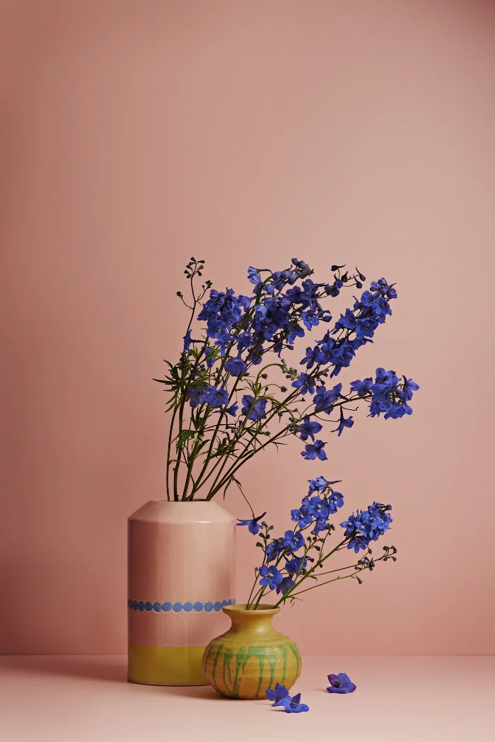 Delphinium are also grown around Levin in the Manawatu-Wanganui region, and are pictured on a background of Dulux “Foxton Beach”.