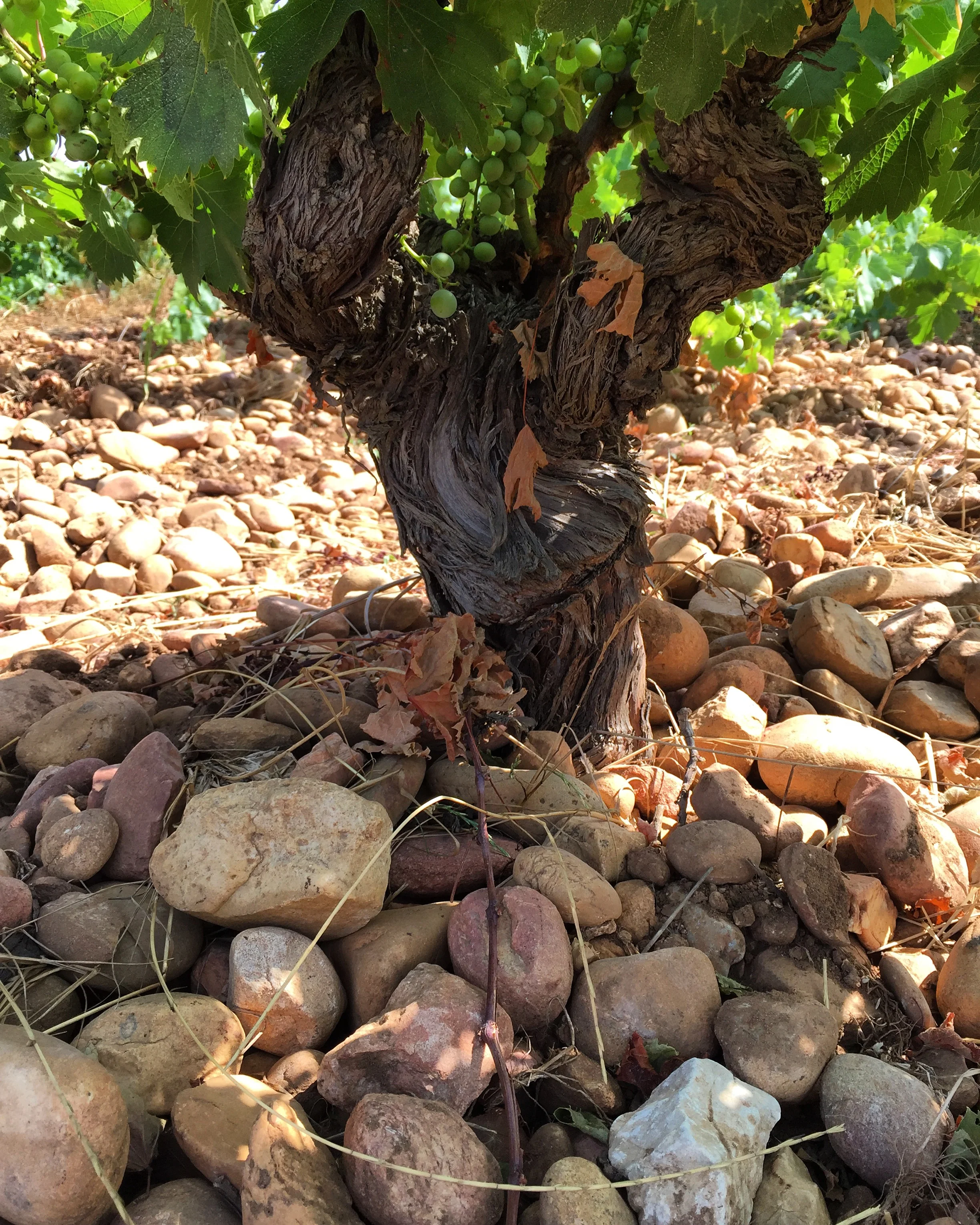 Domaine de la Barroche 