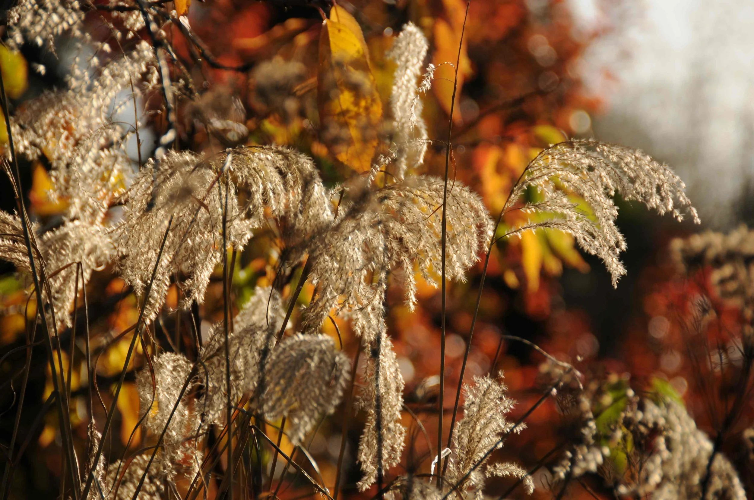 Autumn sunlight on the cherry tree (Prunus 'Shogetsu') and Miscanthus sinensis