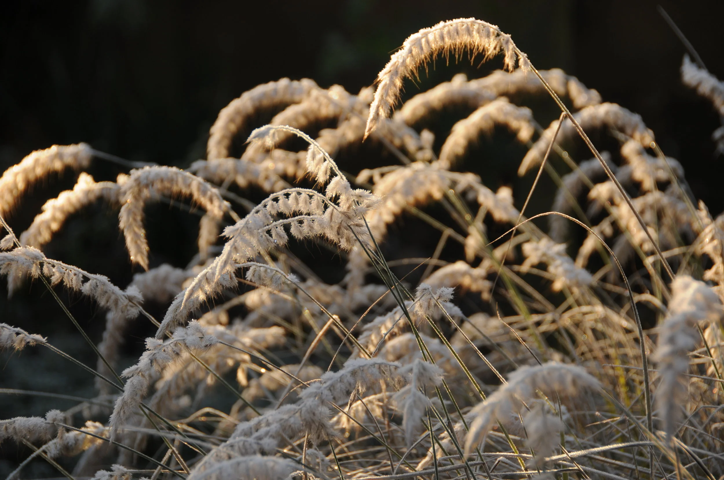 Pennisetum orientale in the morning frost.jpg