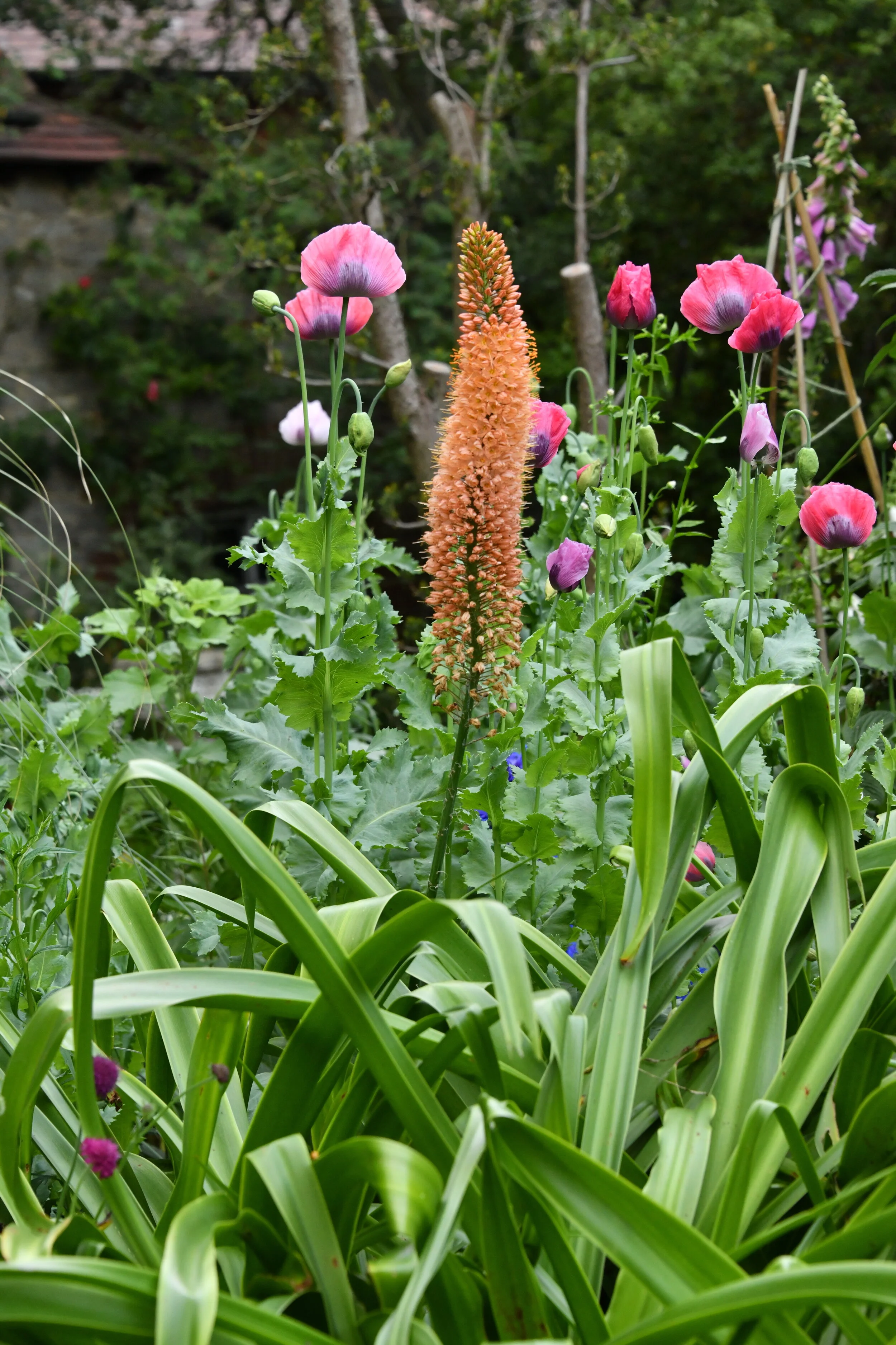 Cancelled Event: A Midsummer Garden Walk