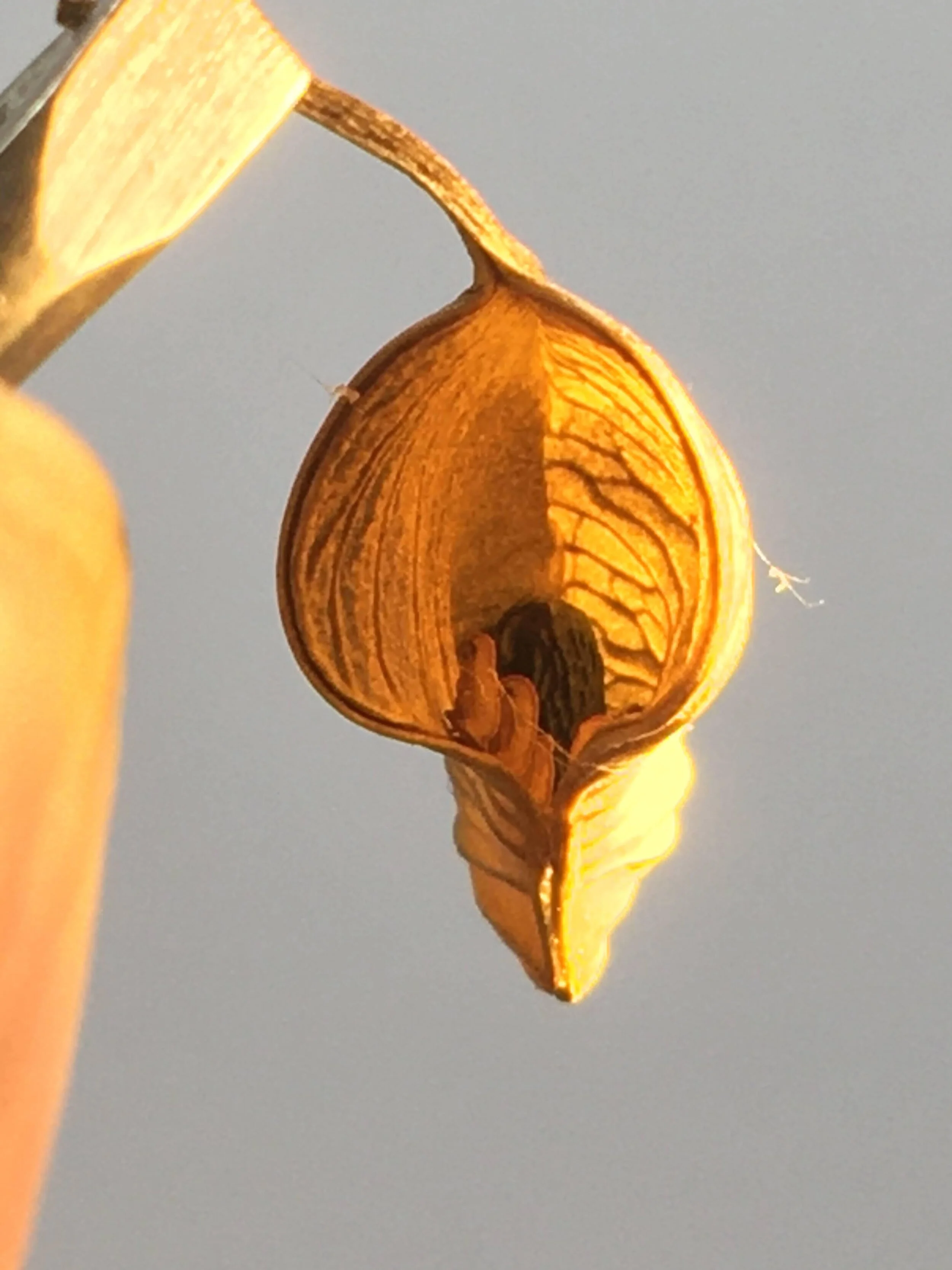 Hellebore seed emerging