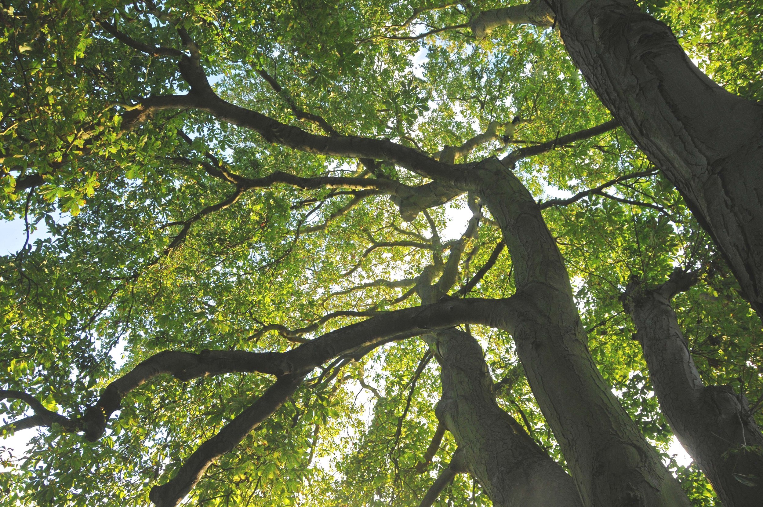 Past Event: "Tree Treasures" Walk (11am-1pm and 2pm-4pm)