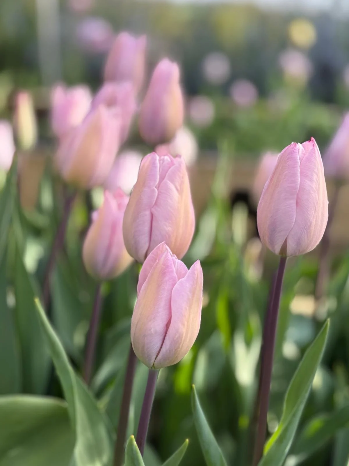Easter Tulips: A Spring Talk and Pick Your Own at Sustainable Flower Farm, Pied Beauty Flowers, Oxfordshire