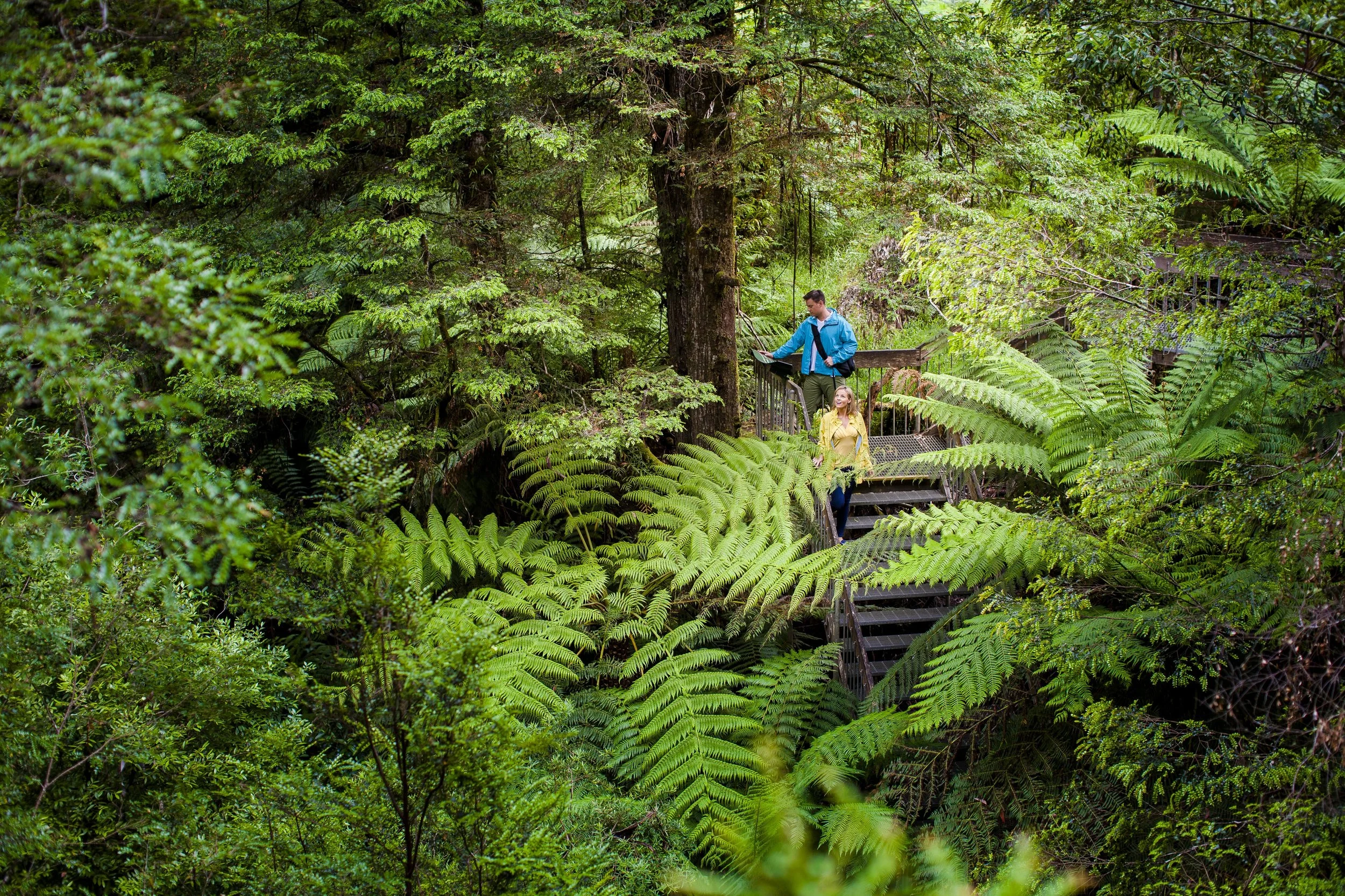 RainforestGalleryWarburton.jpg