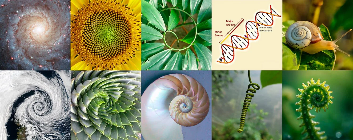 Natural spiral and helix forms found in plants and organic growth patterns