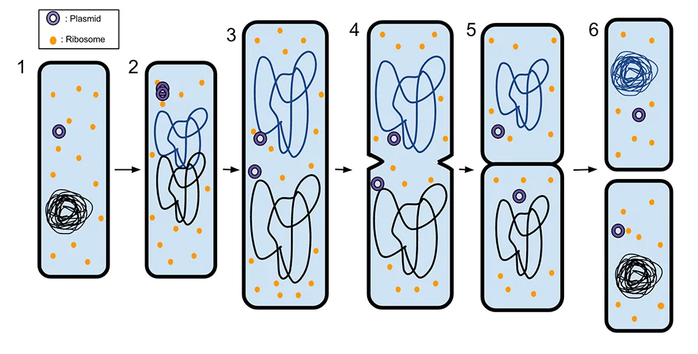 BINARY FISSION PROCESS
