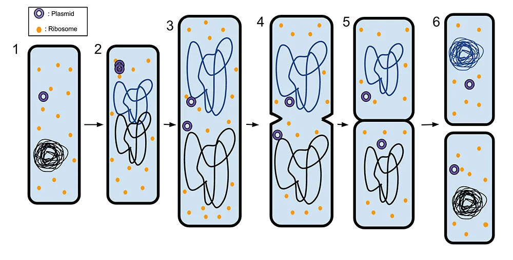 BINARY FISSION PROCESS