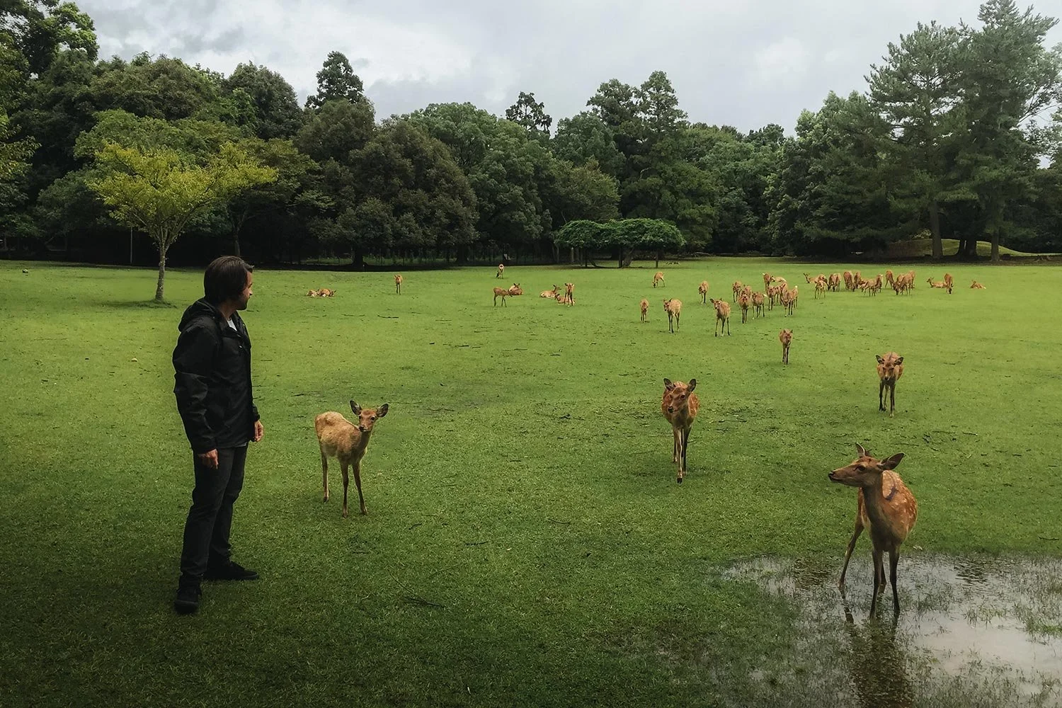 Skount observing free-roaming sika deer in Nara’s ancient forest
