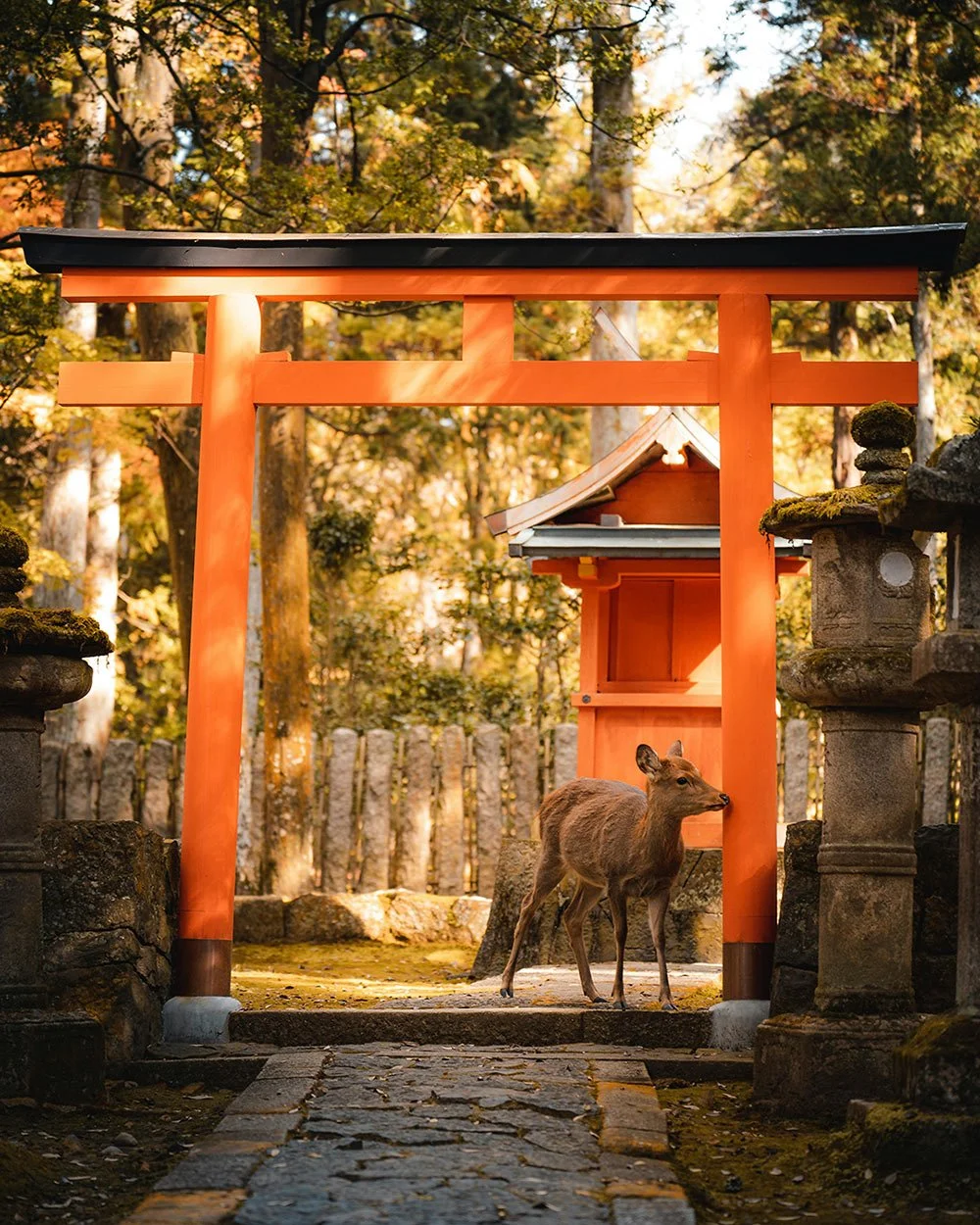 Deer in NaraSika deer near a historic temple in Nara, Japan, depicted by Skount