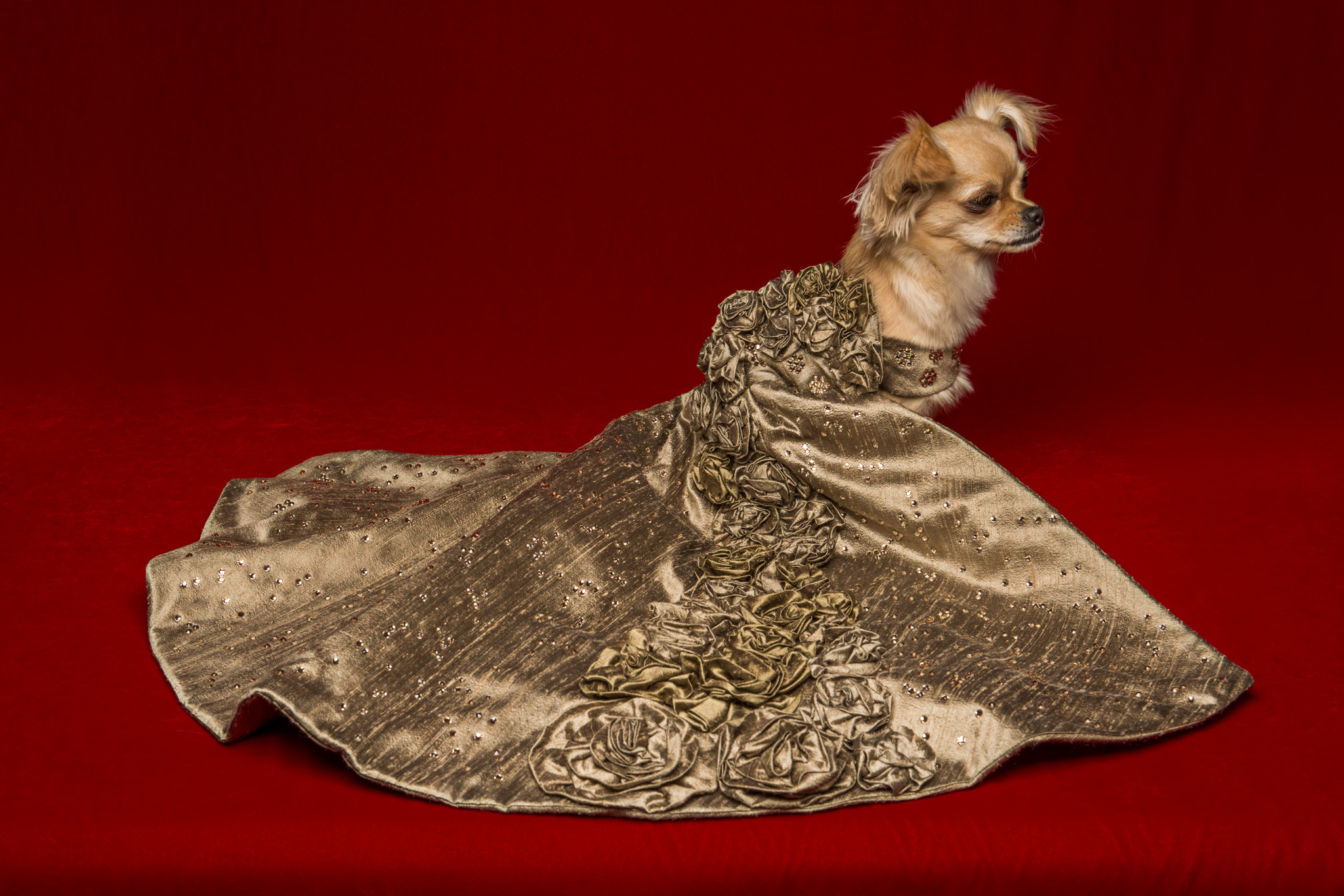 One of a range created by Furdrobe, a canine couturier based in Brighton.