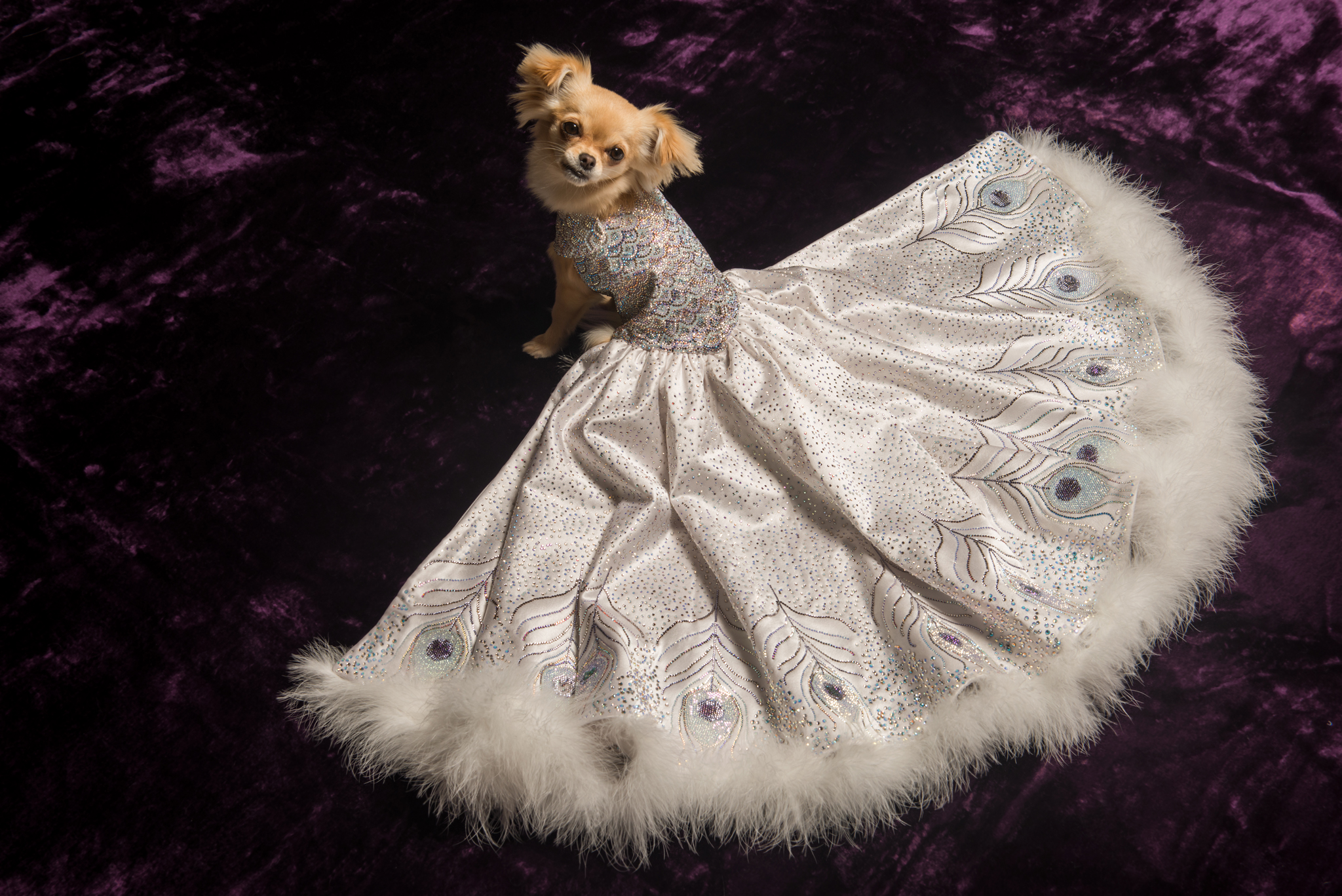 Furdrobe. Encrusted with 50,000 hand applied Swarovki crystals the Peacock Ball Gown is the World’s most expensive.