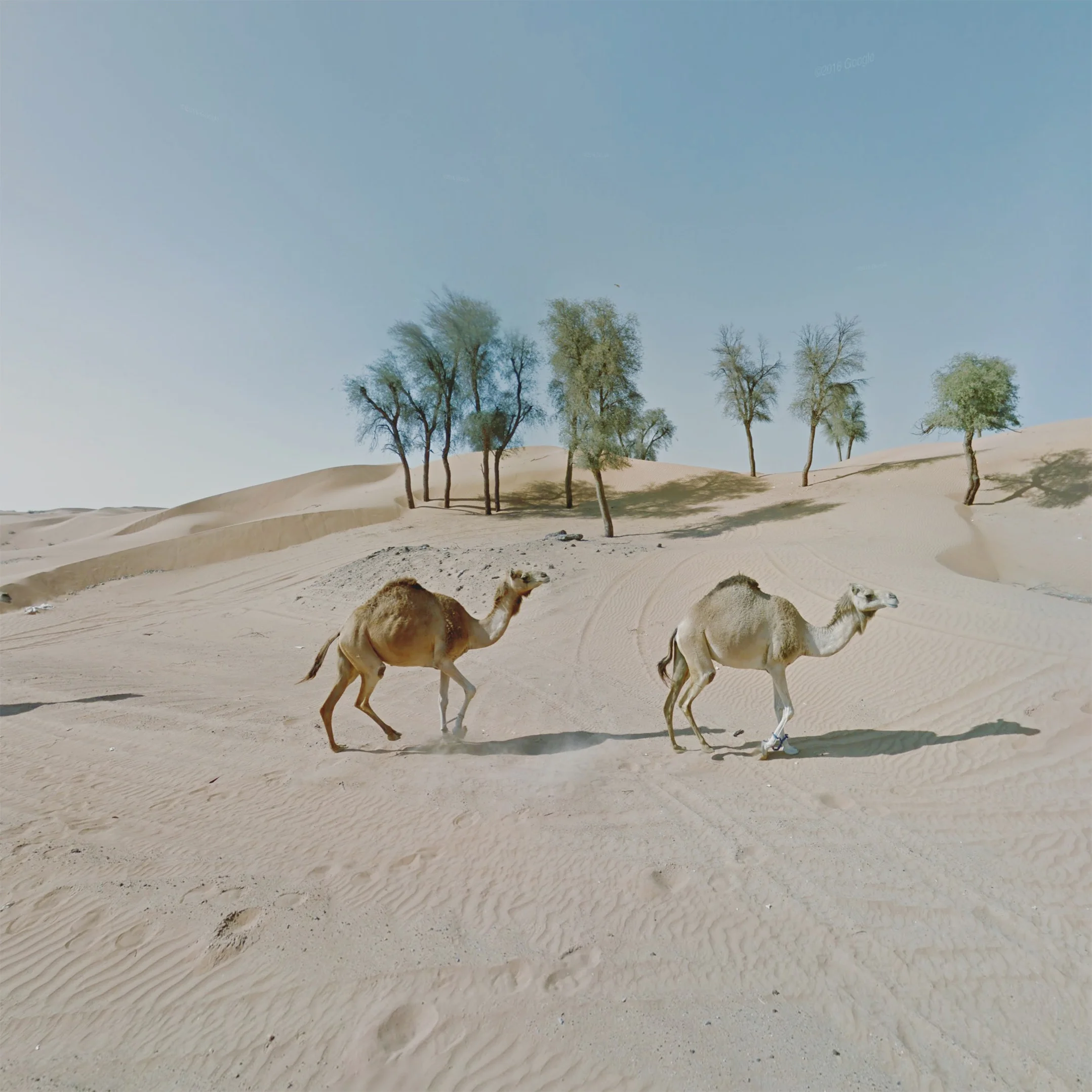 8_Syncronised_camels_UAE.jpg