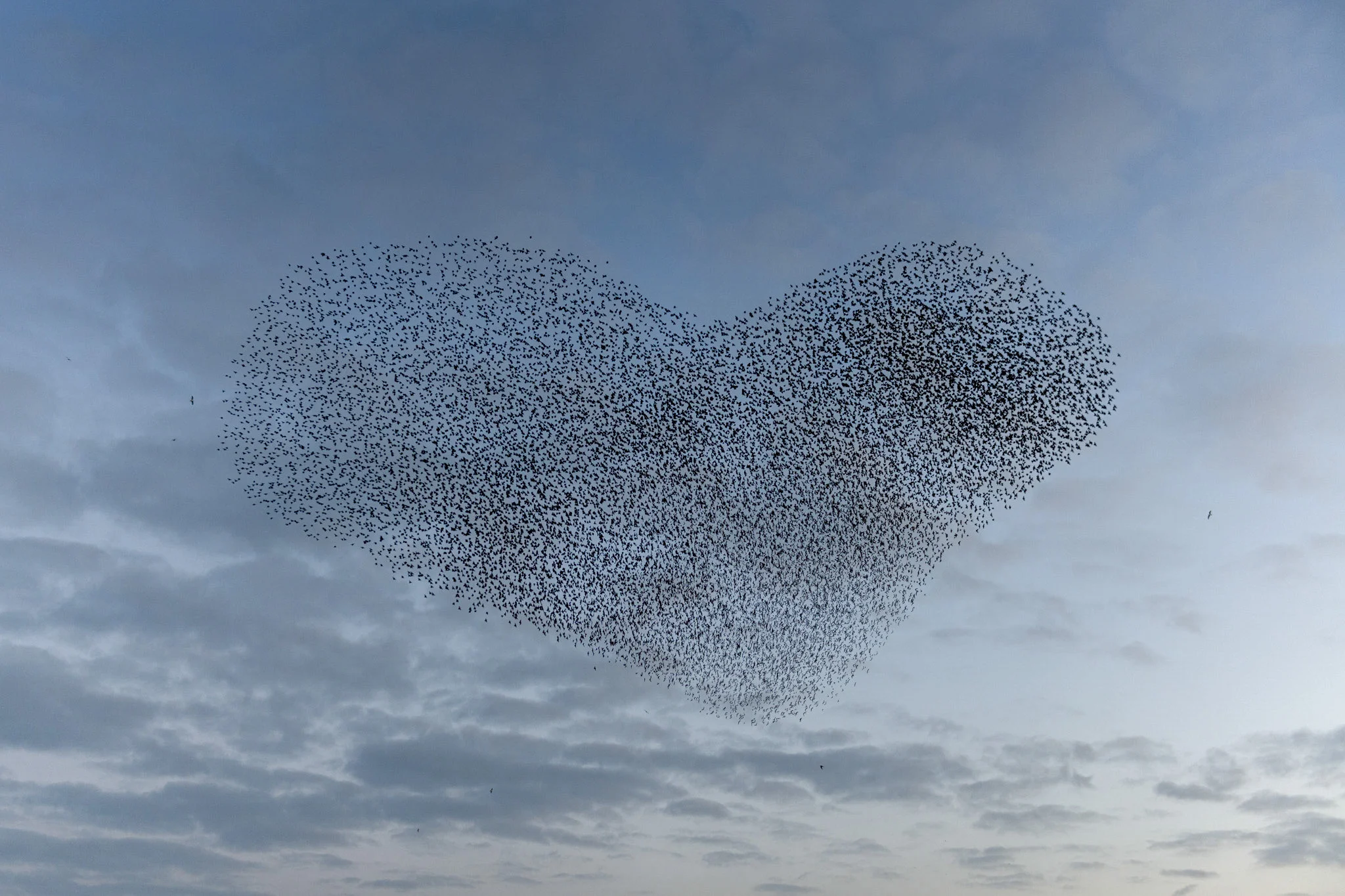 Murmurations . On winter evenings in Brighton, the starlings gather on the seafront and put on a free display as the sun goes down.