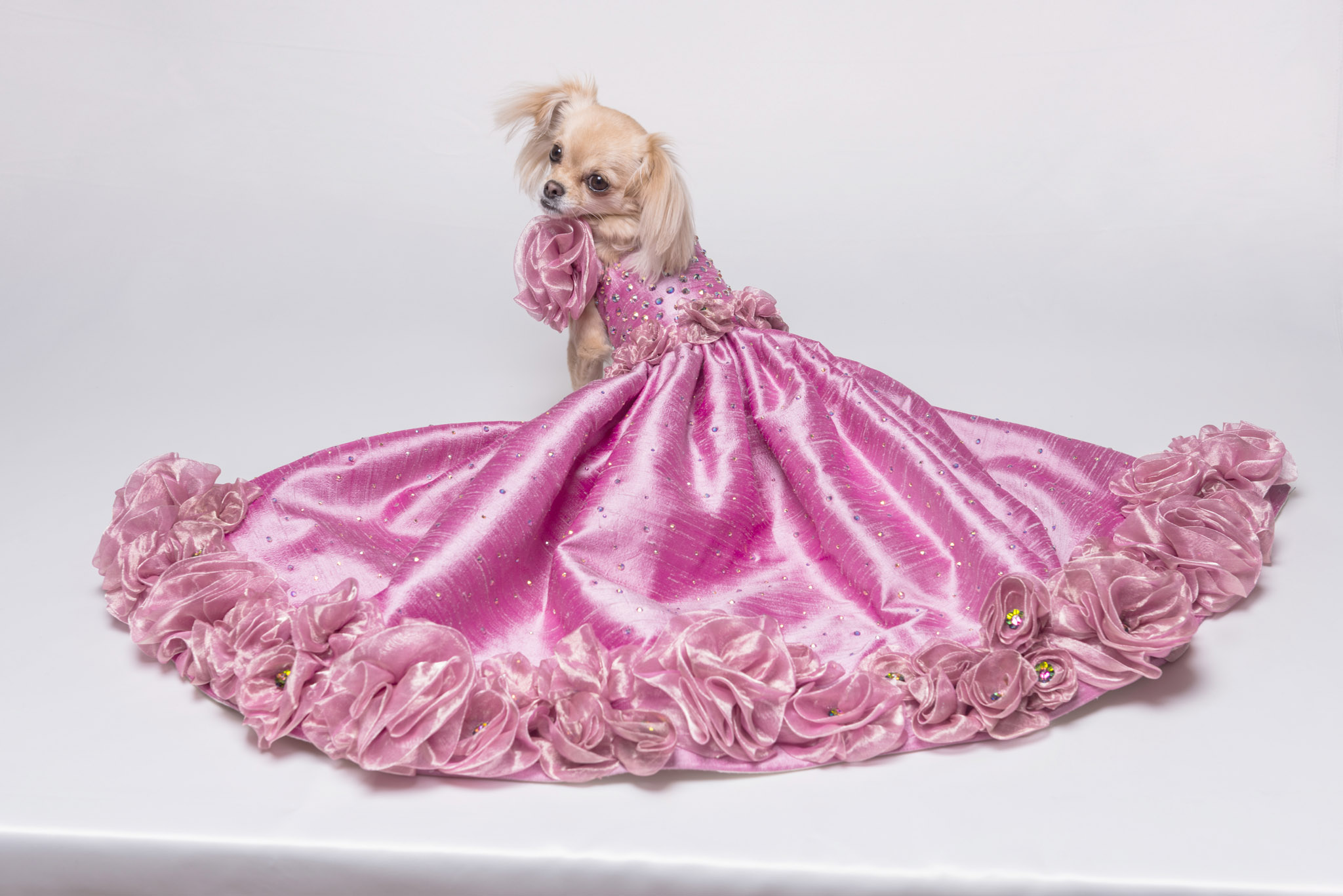 Each dress was modelled by Molly, a one year old Chug (Chihuahua/Pug cross)