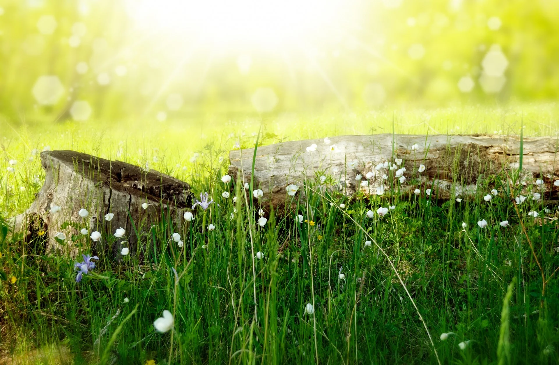 flowers-meadow-wood-forest.jpg
