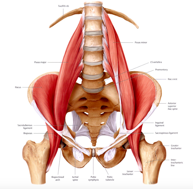 psoas.png