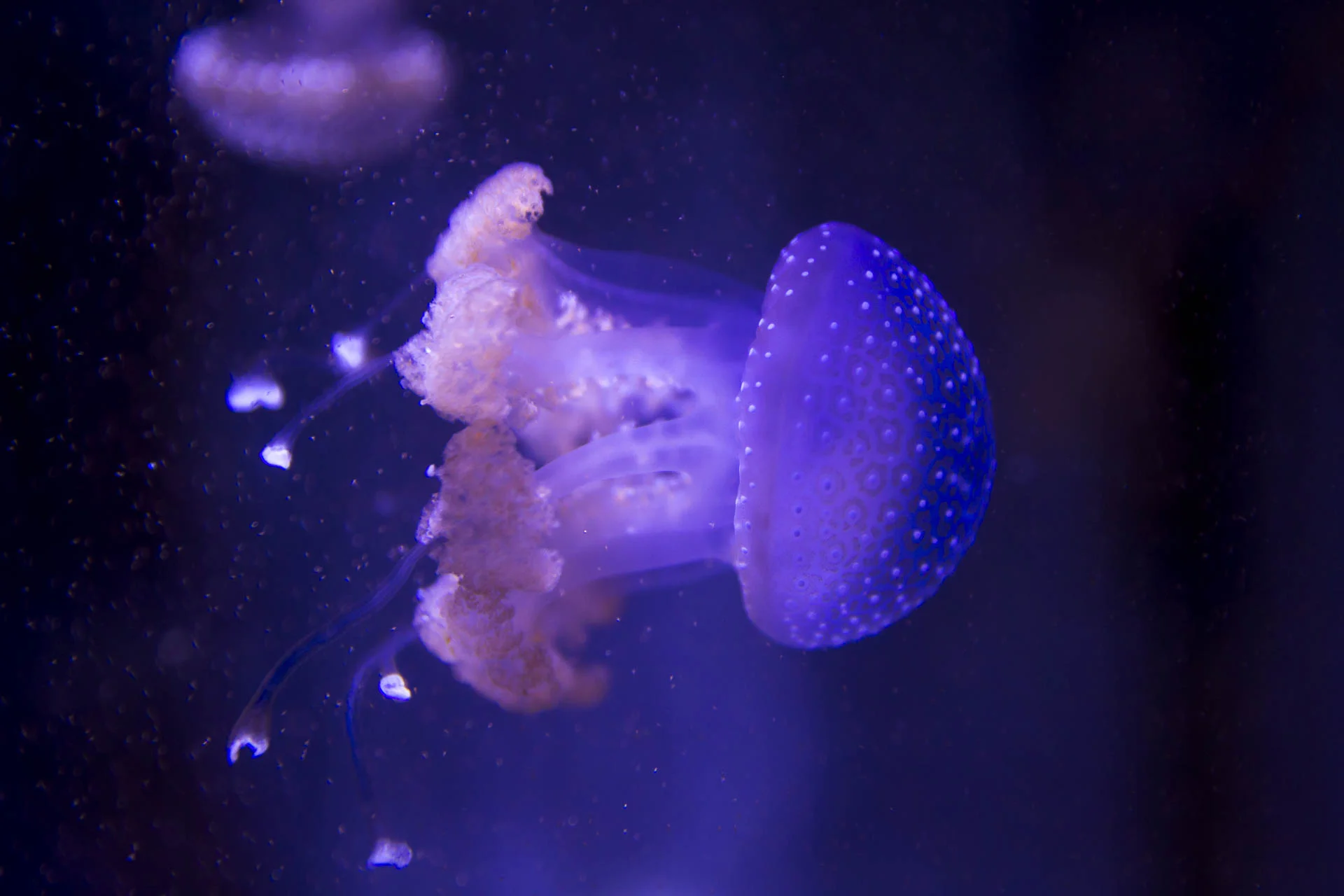 Jellyfish©stephaneleroy-_LE_3312.jpg