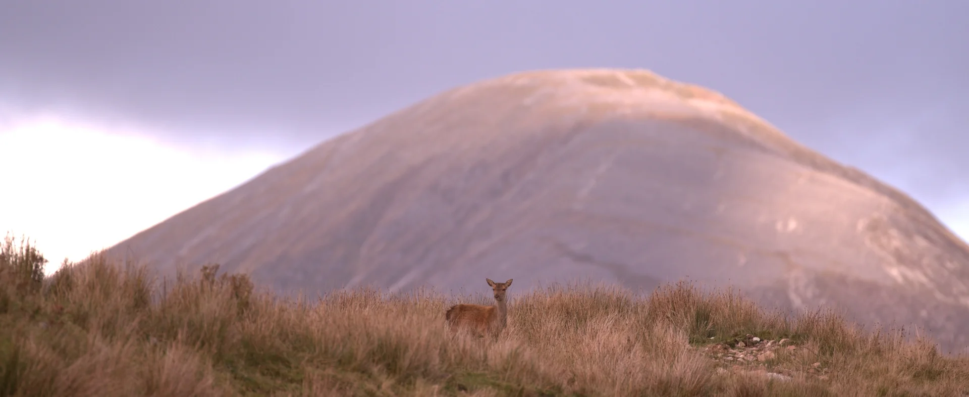 rois_scotland_1.86.1.jpg