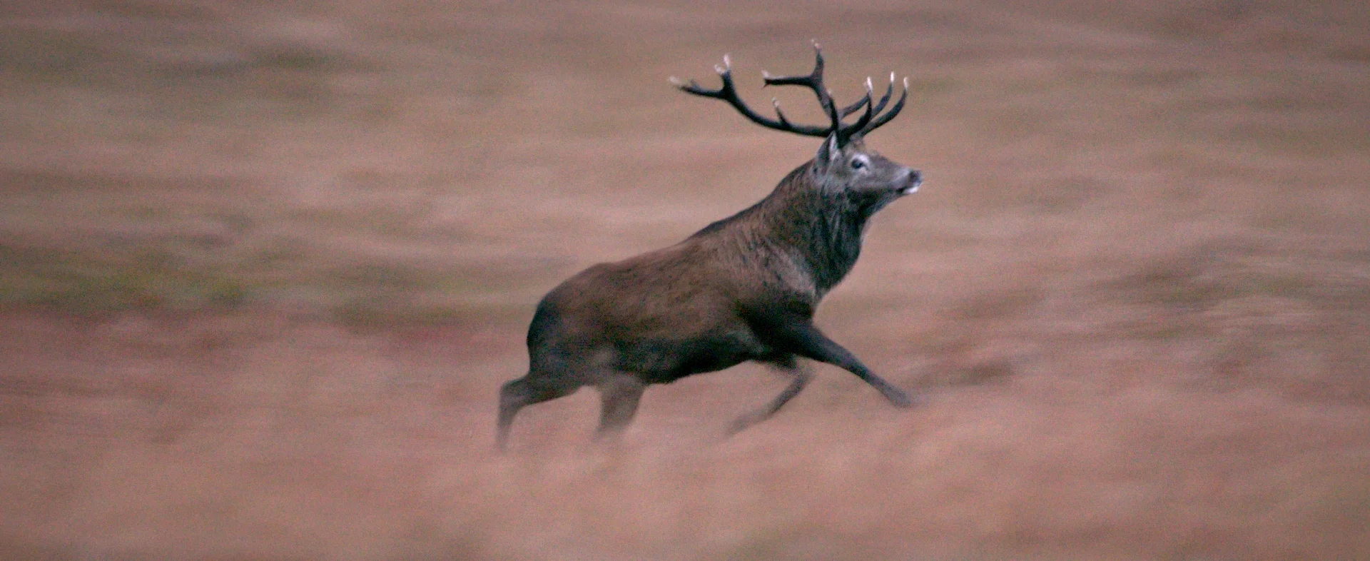rois_scotland_1.59.1.jpg