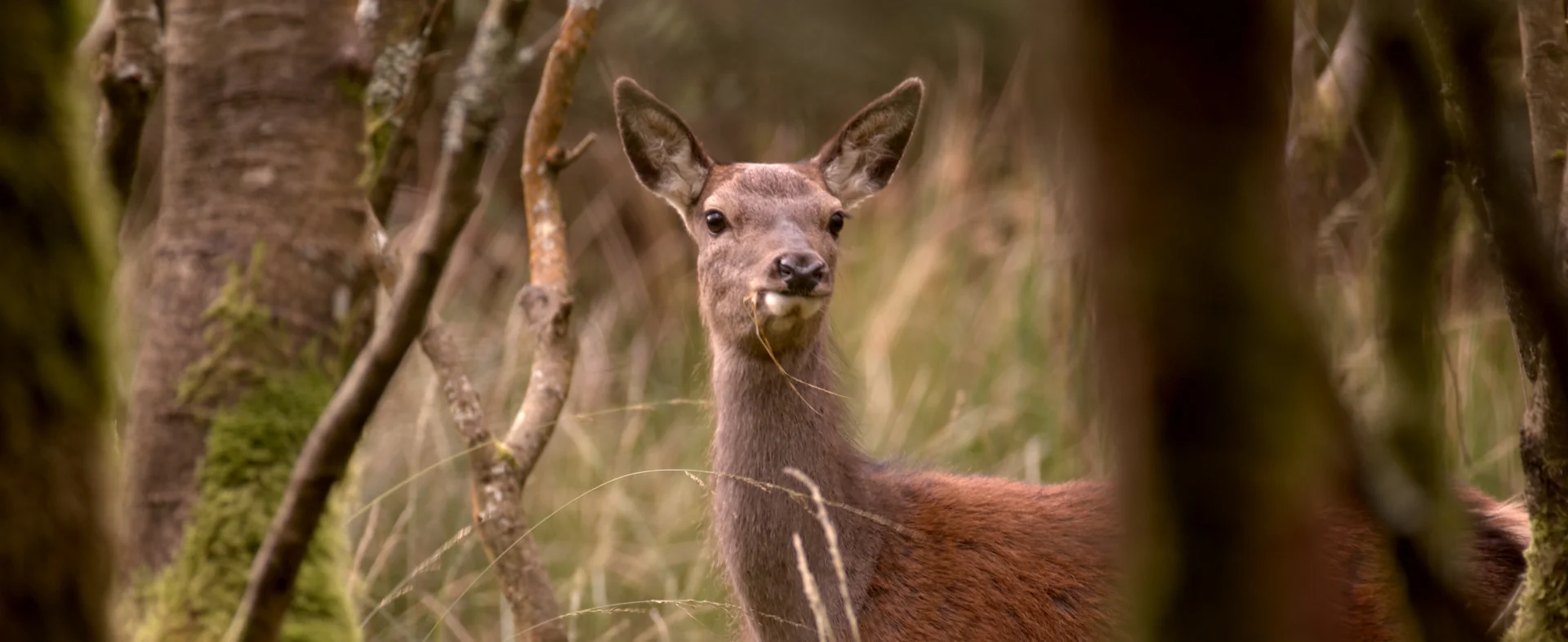 rois_scotland_1.44.1.jpg