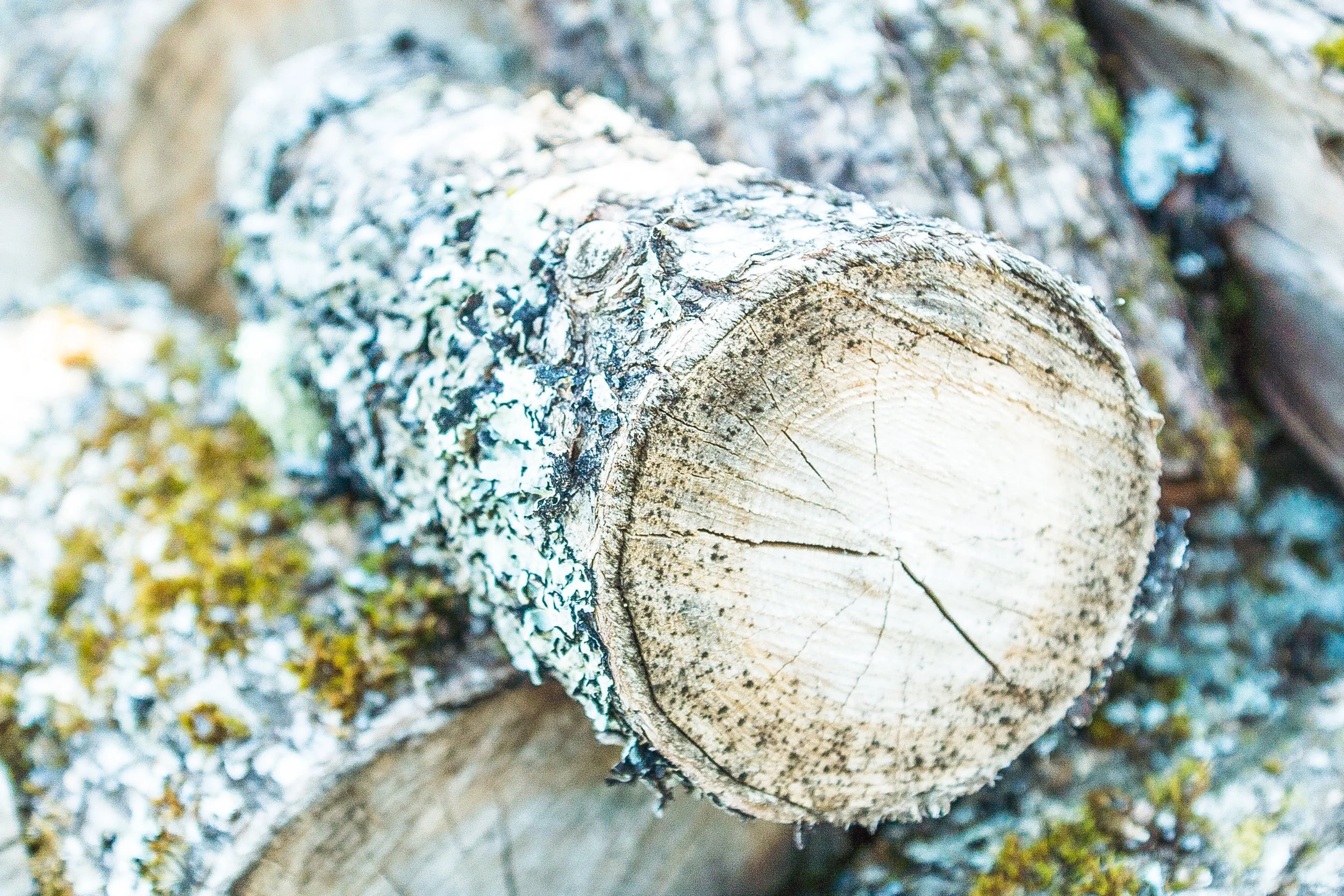 log.jpg