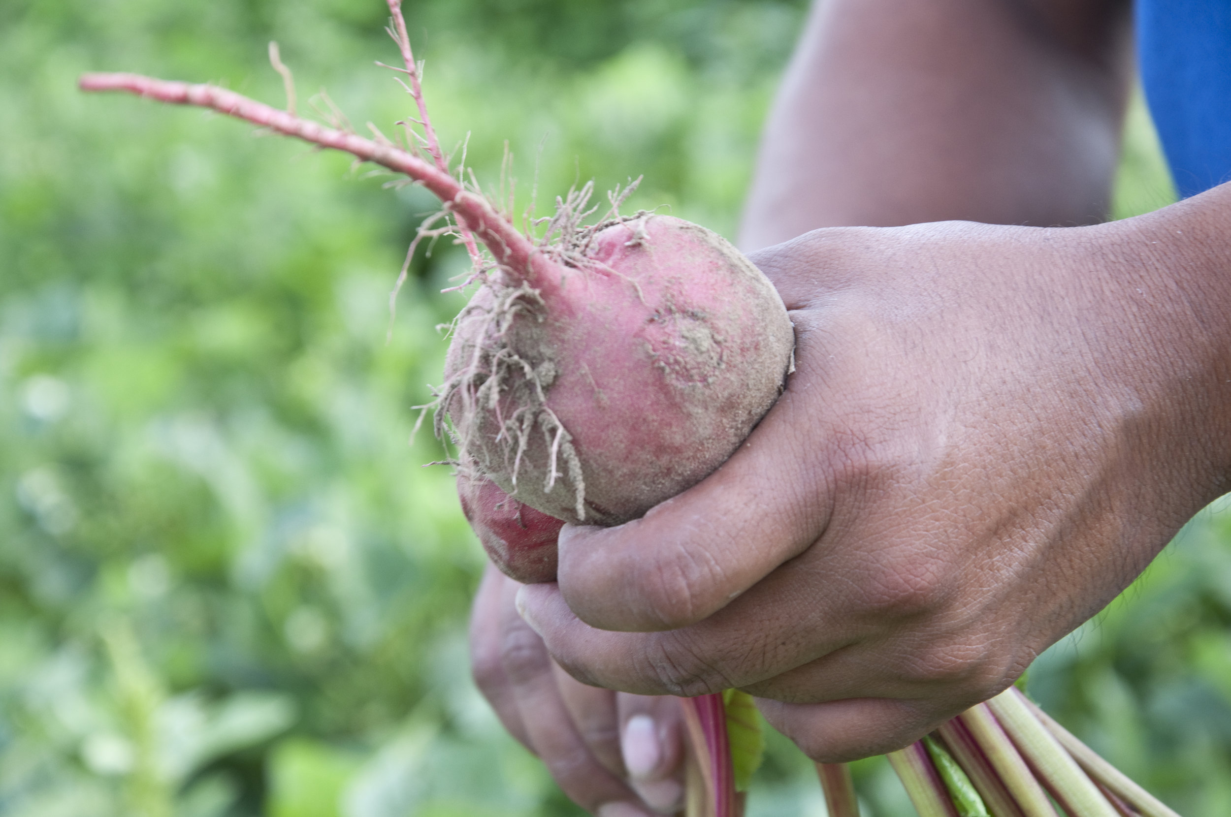 LEARN ABOUT THE FARM