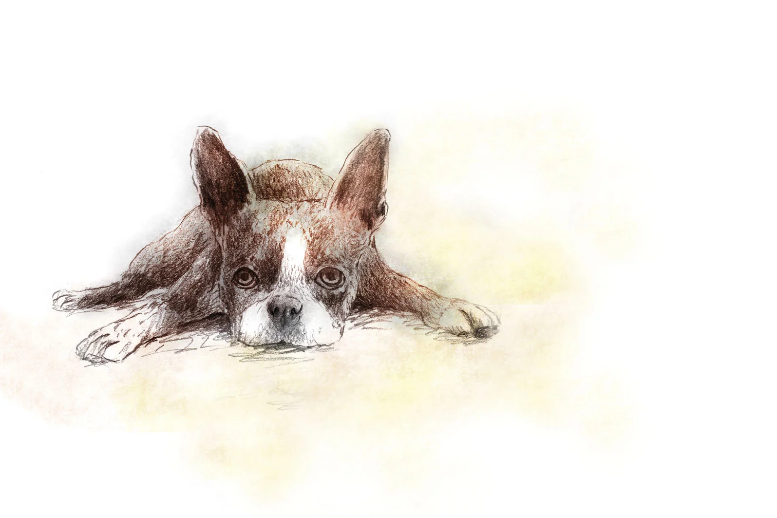 boston-terrier.jpg