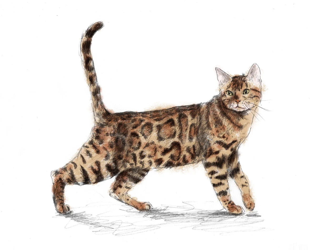 gato_bengala.jpg