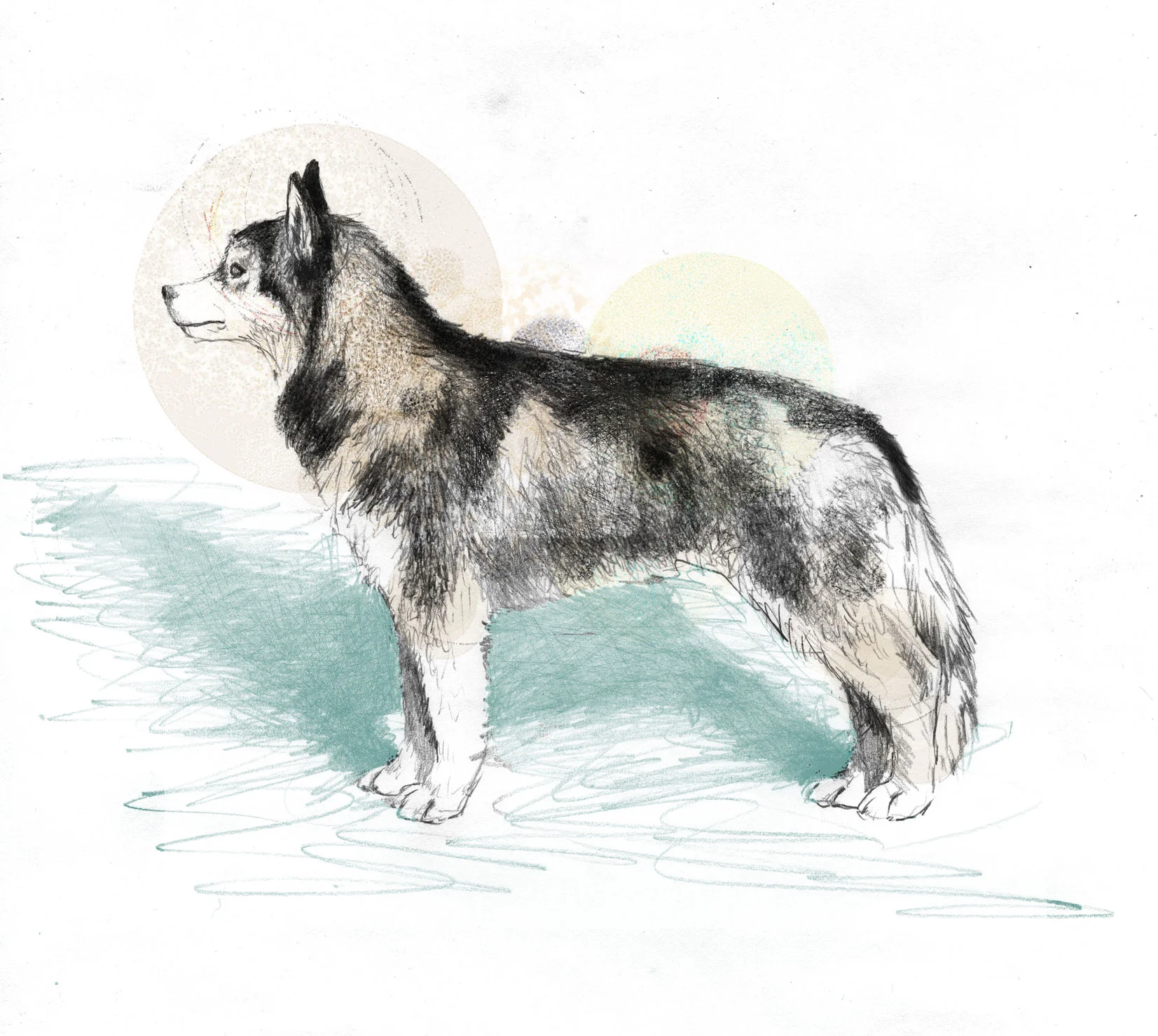 husky.jpg