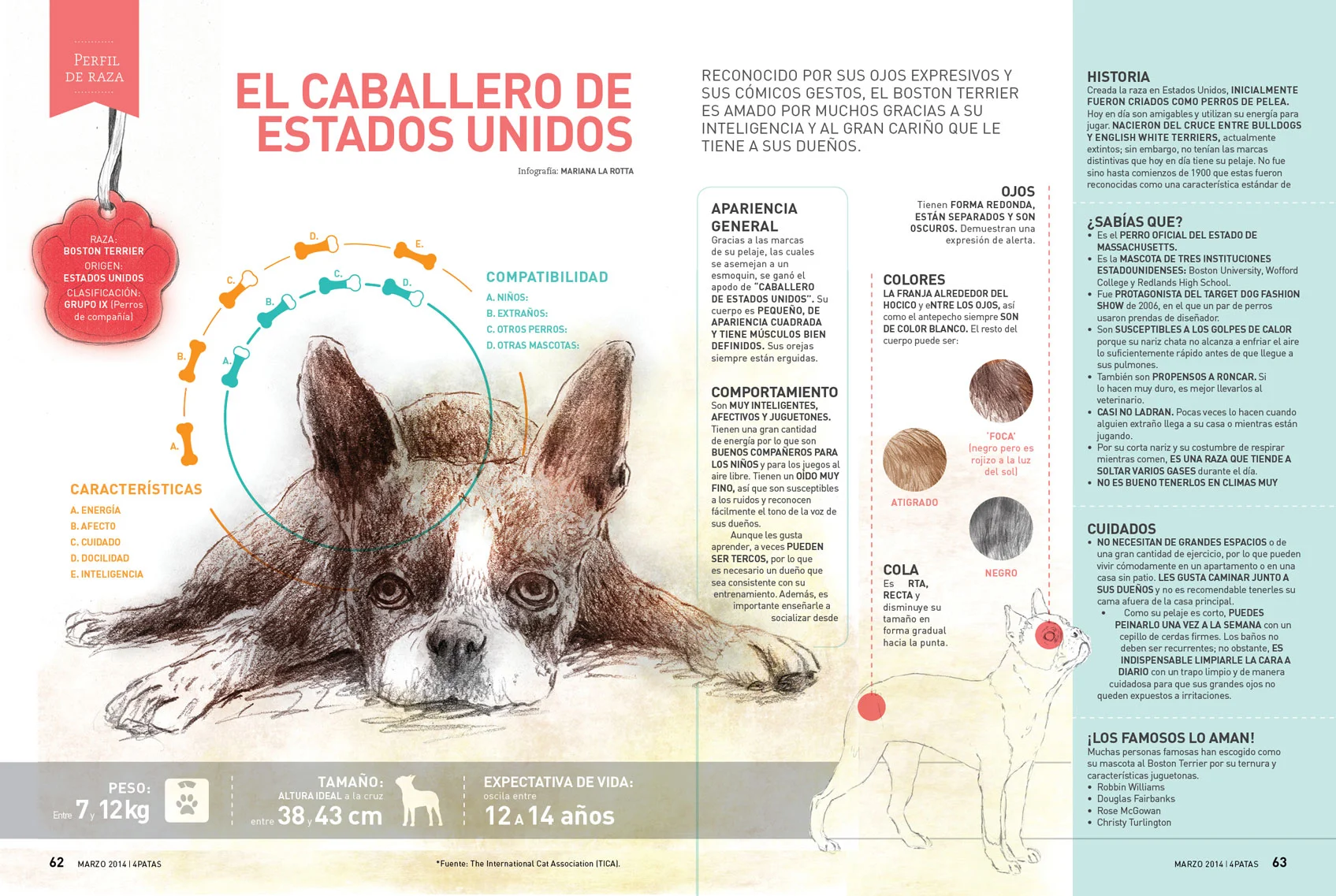 (MASC)-INFO-BOSTON-TERRIER2.jpg