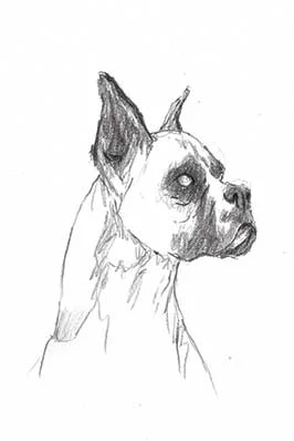 boxer.jpg