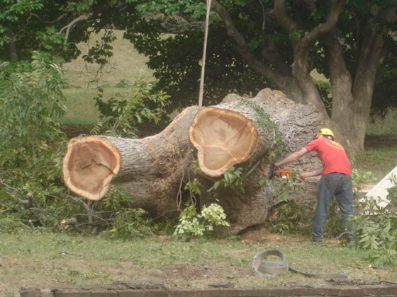 Pecan tree being cut up.jpg