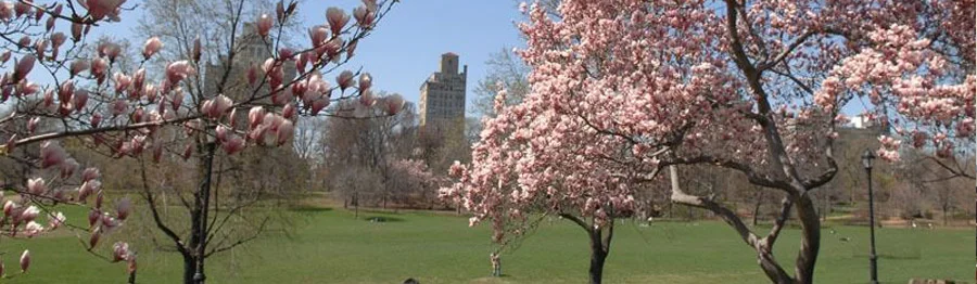 https://www.nycgovparks.org/parks/prospect-park , Photo by Daniel Avila