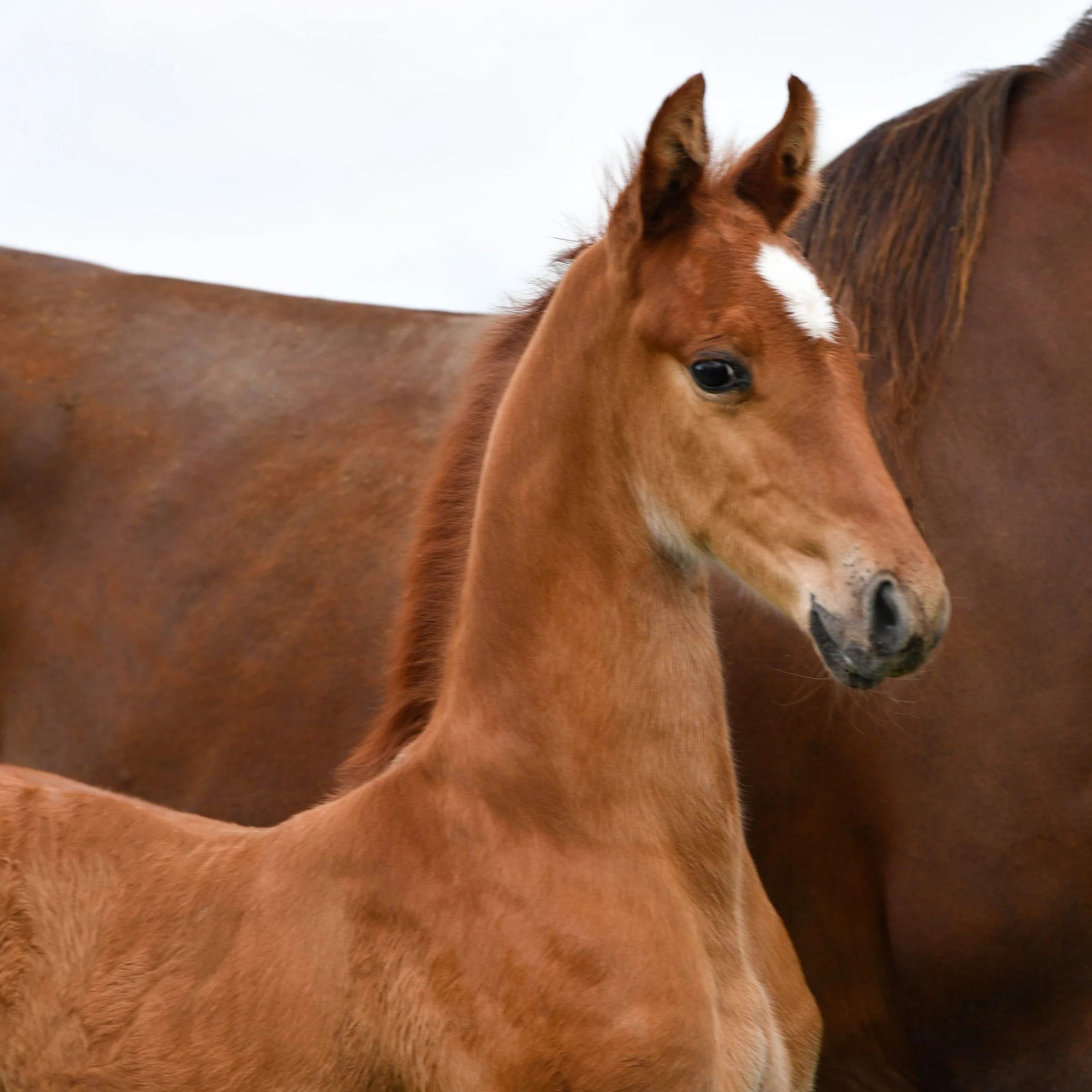 EACFirstandFinest2015Foal.jpg