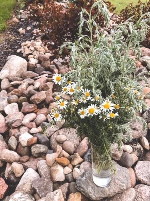 How to Pick Barnyard Daisies for DIY Floral Arrangements