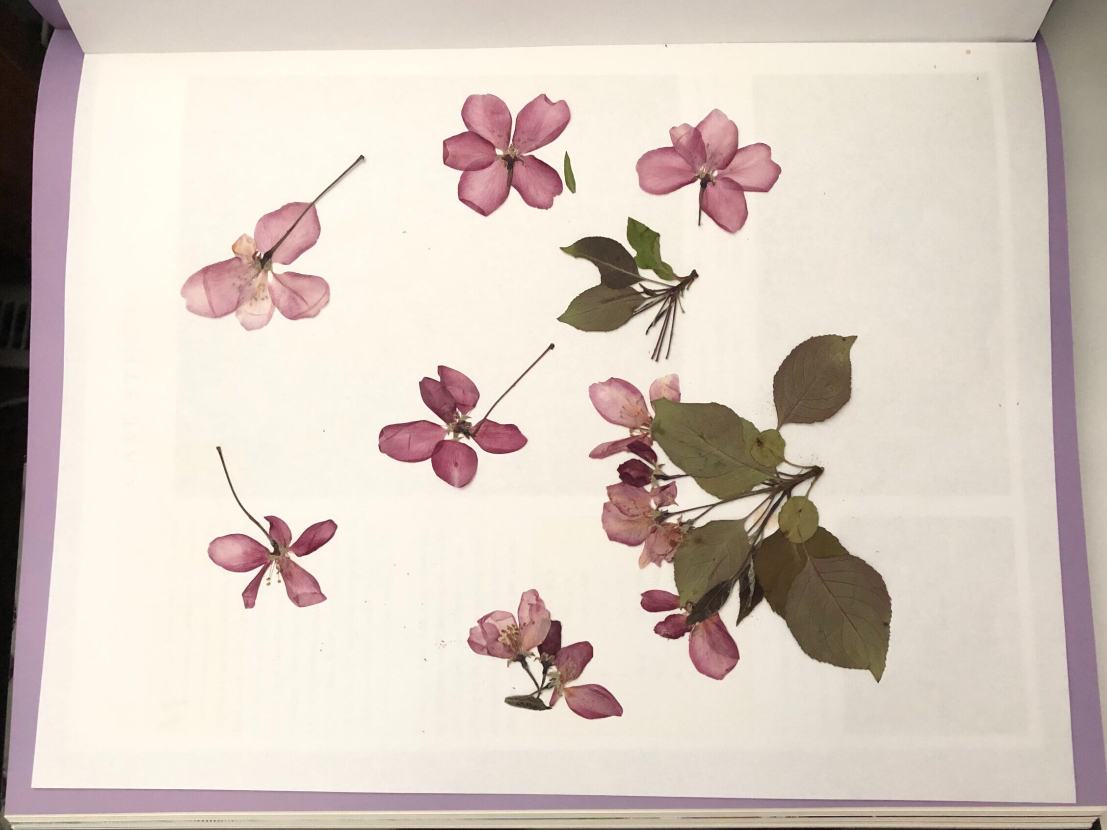 Press Flowers and Leaves in a Book: 5 Easy Steps