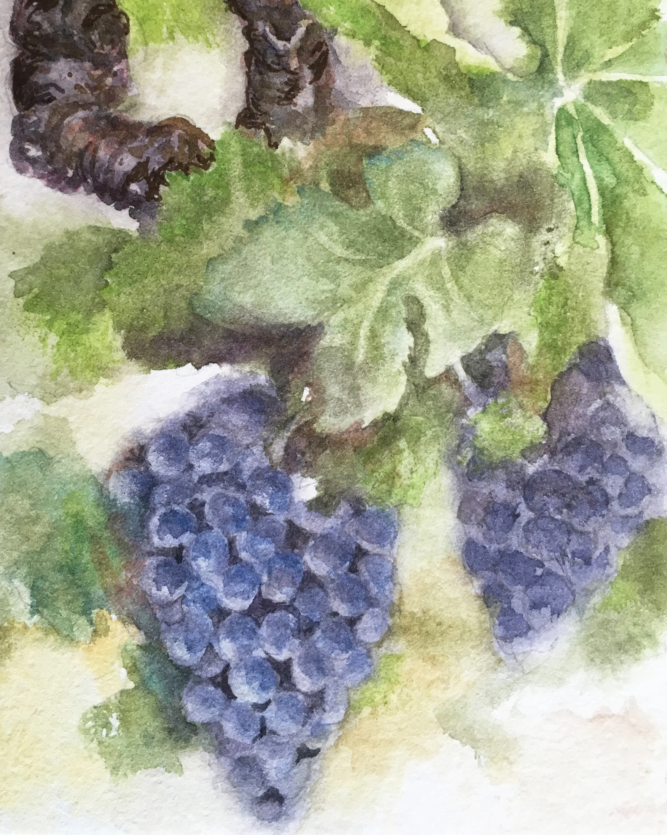 grapes+on+the+vine.jpg