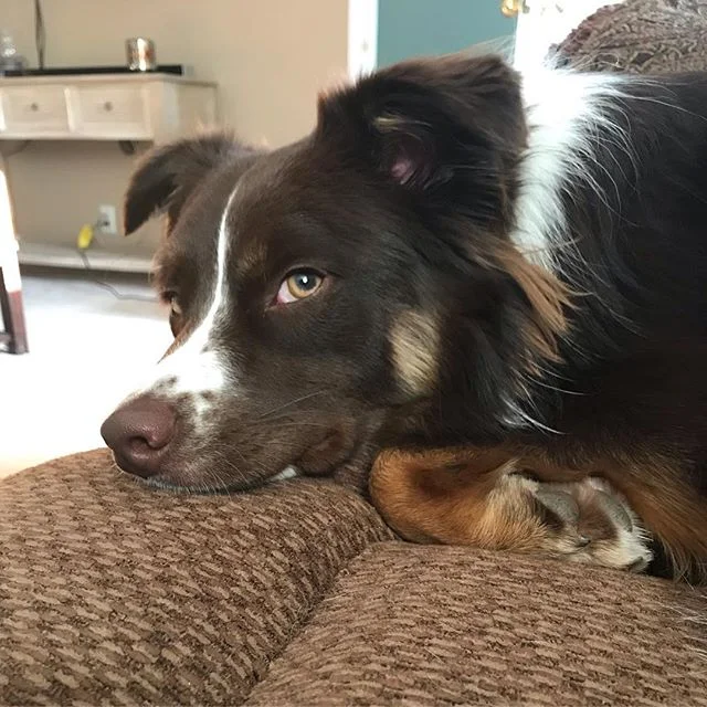 happy gotcha day 💕 it&rsquo;s been one year since i brought this small wolf into my home. cue &ldquo;seasons of love&rdquo; 🥰