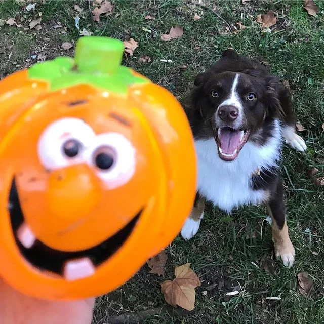 just a girl, her pup, her pumpkin, and her pup&rsquo;s pumpkin #seasonal! #festive! 🍂🎃🥧🌾🧡