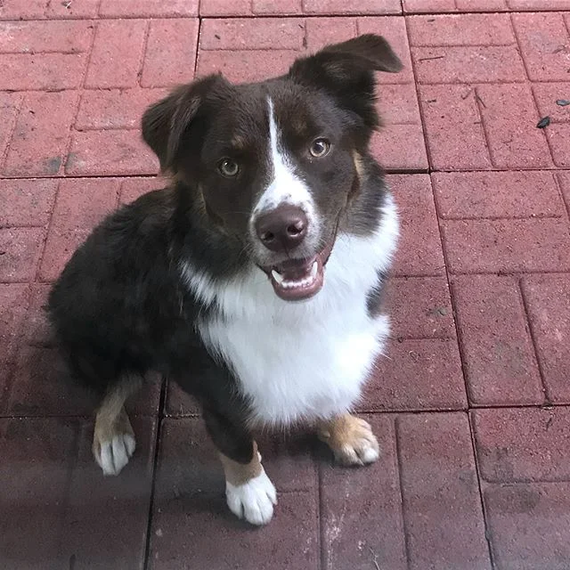 what i think i look like, versus what i actually look like...(happy dogust, everyone) (my son is eight months old wow ☺️)