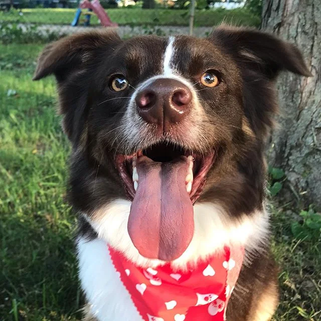 happy dogust, everyone 🥰