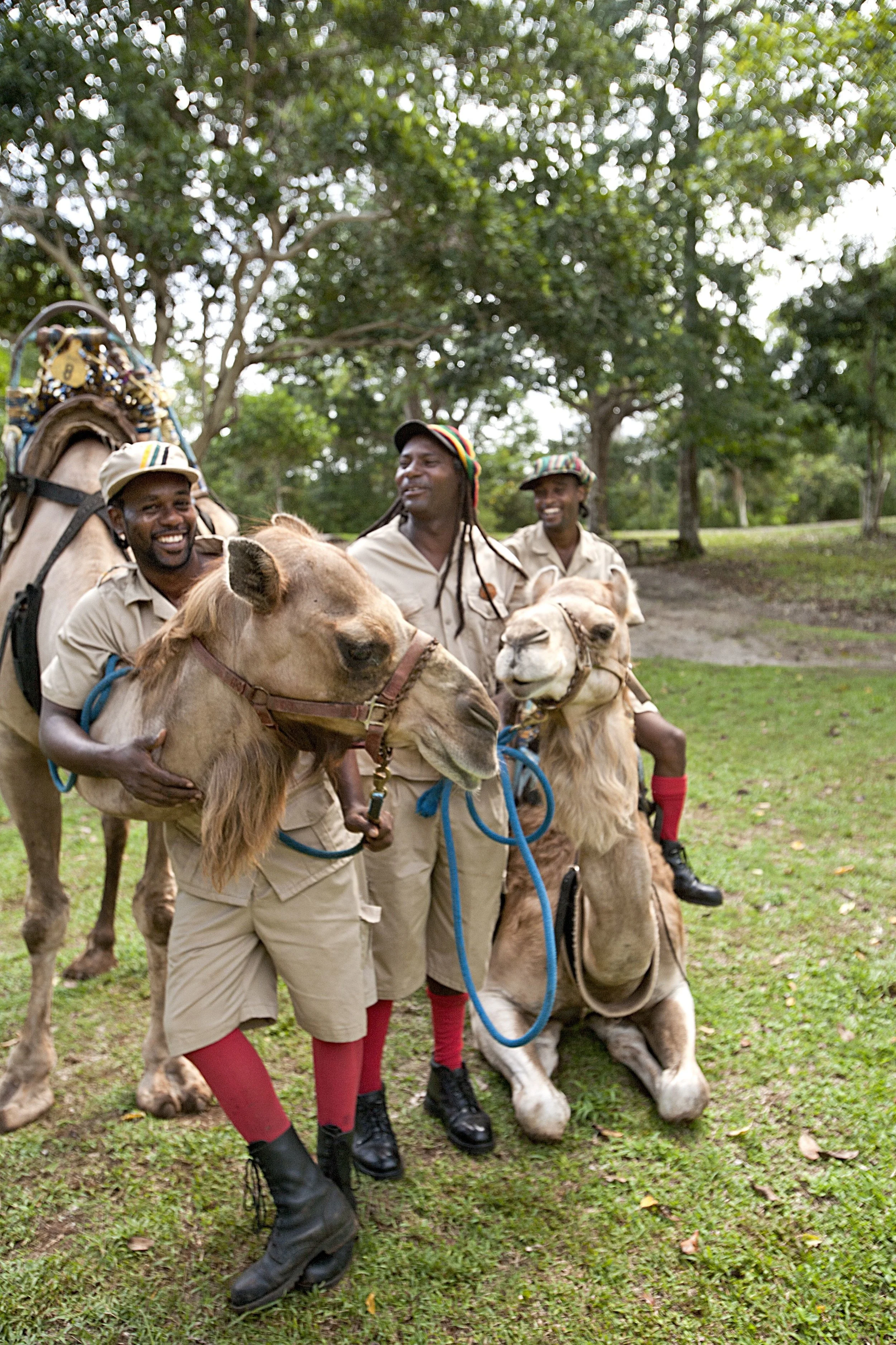 Camel-Riding in Jamaica